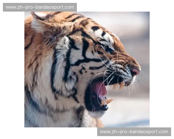 巅峰对决之殇:当“东北虎”王冠遇上“中华虎”杨建平,谁才是中国MMA的真王?